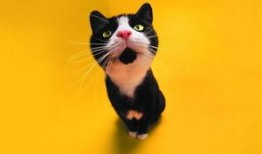 娱乐吃瓜君猫,揭秘娱乐圈那些不为人知的幕后故事